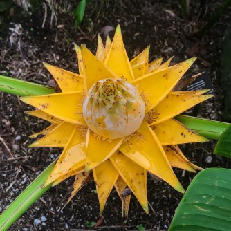 Golden Lotus Banana Flower
