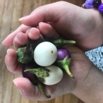 My folks brought these back from Hua Hin, Thailand : baby aubergines